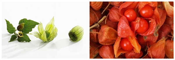 姑娘果的功效与禁忌 糖尿病能吃姑娘果吗