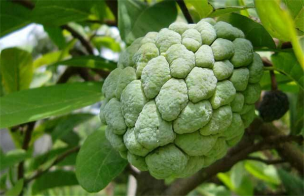 释迦果切开没熟怎么办,没熟的释迦果这样保存