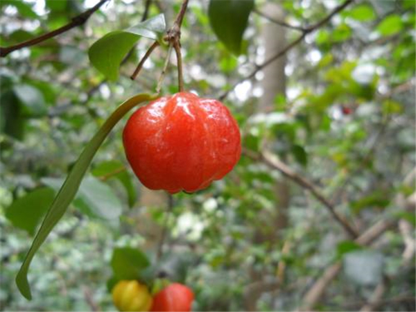 巴西红果图片 巴西红果图片大全 巴西红果的功效与作用