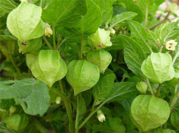 姑娘果怎么种植,育苗浸种非常关键