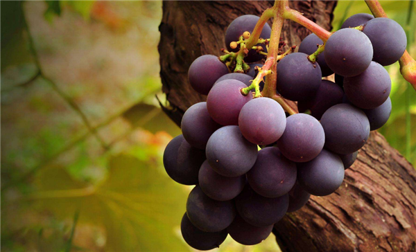 巨峰葡萄口感好在哪,巨峰葡萄吃起来有初恋的味道