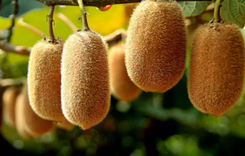 各品种猕猴桃图片,猕猴桃品种图片大全