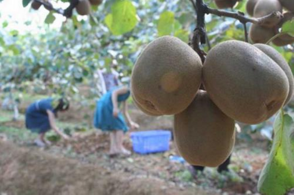 各品种猕猴桃图片,猕猴桃品种图片大全