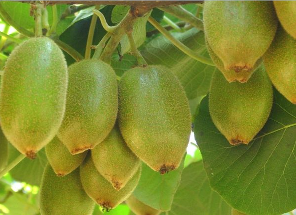 各品种猕猴桃图片,猕猴桃品种图片大全