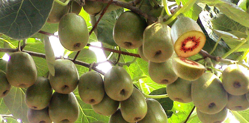 各品种猕猴桃图片,猕猴桃品种图片大全