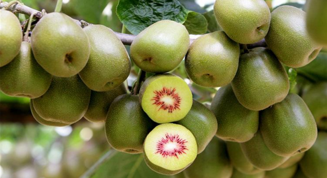 各品种猕猴桃图片,猕猴桃品种图片大全