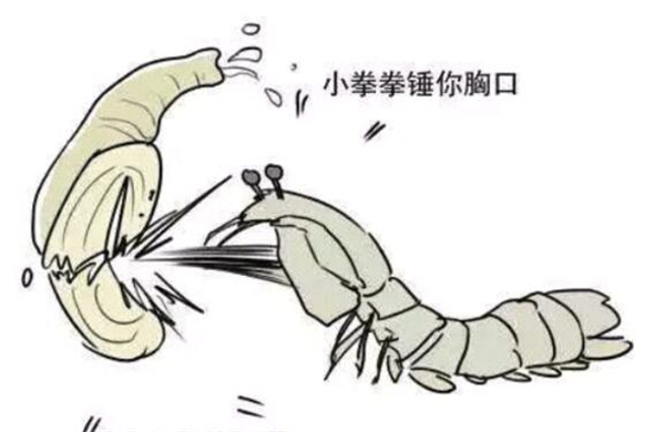 皮皮虾名字的由来,皮皮虾原来是网红艺名