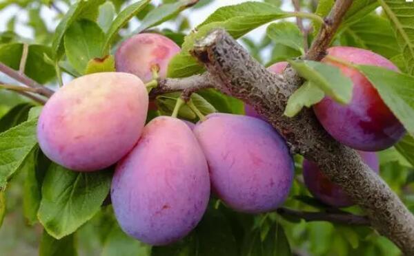 西梅是什么季节水果,西梅的营养价值