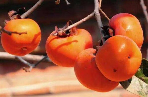 小柿子和什么不能一起吃,柿子和什么相克(高蛋白食物最忌讳)