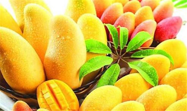 吃芒果有什么禁忌,食用芒果的禁忌(饭后千万不要食用它)