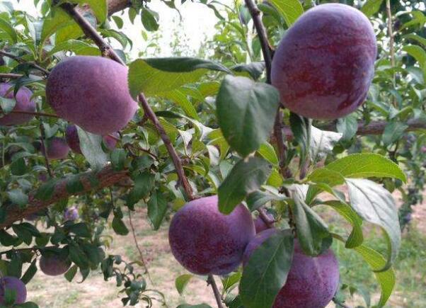 最甜的李子品种,口感最好李子品种