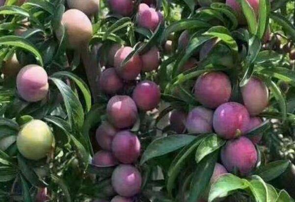 最甜的李子品种,口感最好李子品种