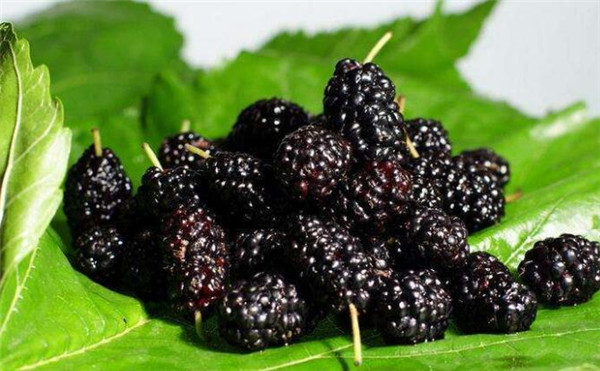 贫血吃什么水果,贫血吃什么水果补血最快