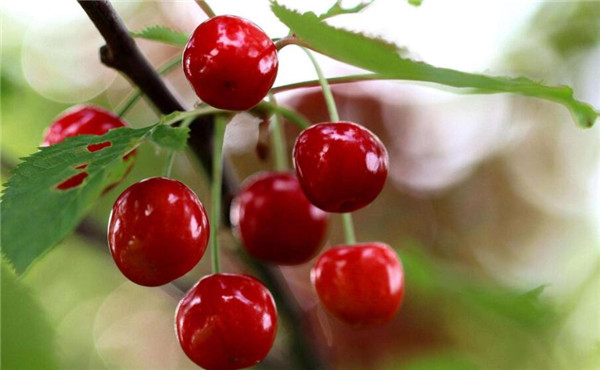 贫血吃什么水果,贫血吃什么水果补血最快