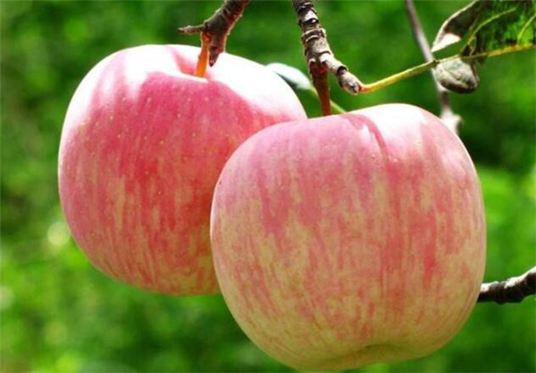 胃疼吃什么水果养胃,吃什么水果养胃又补胃