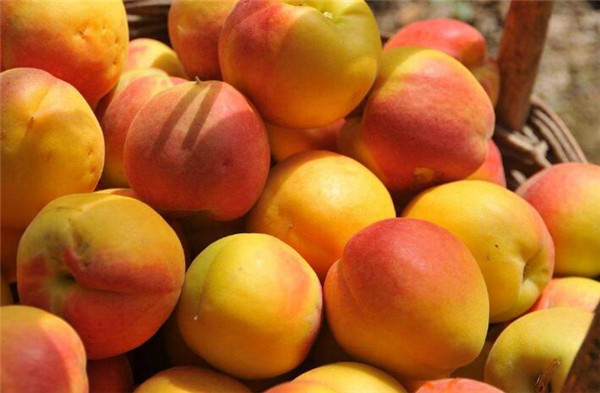 小孩咳嗽吃什么水果好的快,小孩咳嗽吃什么水果比较好最好呢