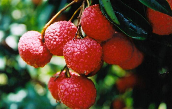 小孩咳嗽吃什么水果好的快,小孩咳嗽吃什么水果比较好最好呢