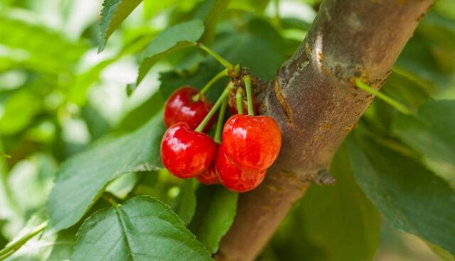 樱桃树种下几年能长樱桃(3-6年结果),樱桃树种怎么种能出得快