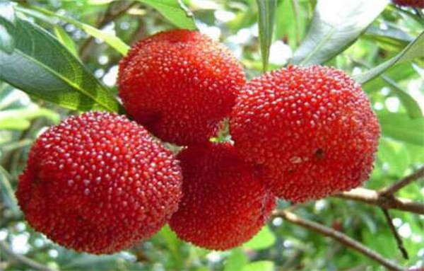 拉肚子吃什么水果止泻,吃什么水果止泻最快