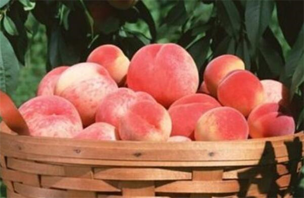 拉肚子吃什么水果止泻,吃什么水果止泻最快