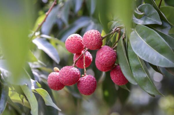 拉肚子吃什么水果止泻,吃什么水果止泻最快