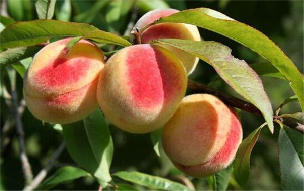 什么时间吃水果好,什么时间吃水果最好