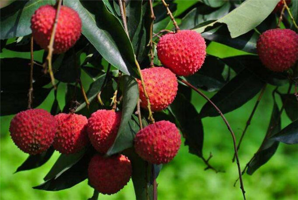 儿童缺铁性贫血吃什么水果好,儿童缺铁性贫血吃红枣香蕉荔枝樱桃