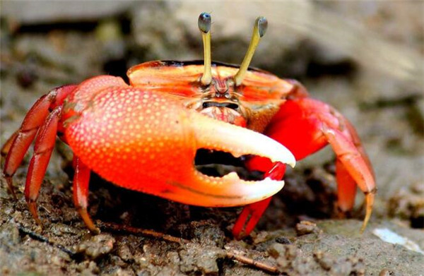 榴莲不能和什么一起吃,吃榴莲的7大禁忌