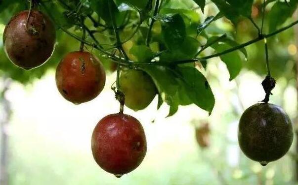 怀做孕妇可以吃百香果吗(早期、晚期),孕妇吃百香果的禁忌