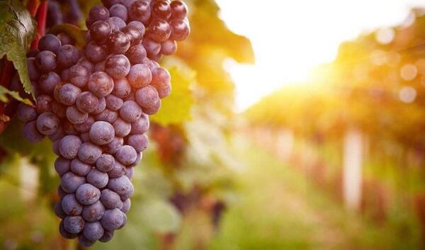 口腔溃疡吃什么水果好的快(8种),口腔溃疡吃什么水果最好