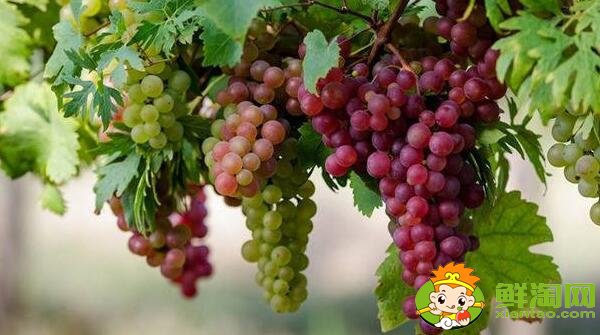 抗氧化水果有哪些,最具抗氧化的水果排名(十佳排行榜)