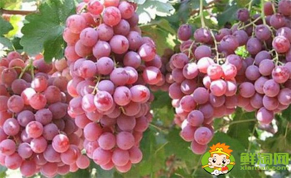 手术后吃什么水果伤口愈合快,肛裂手术后吃什么水果促进伤口愈合