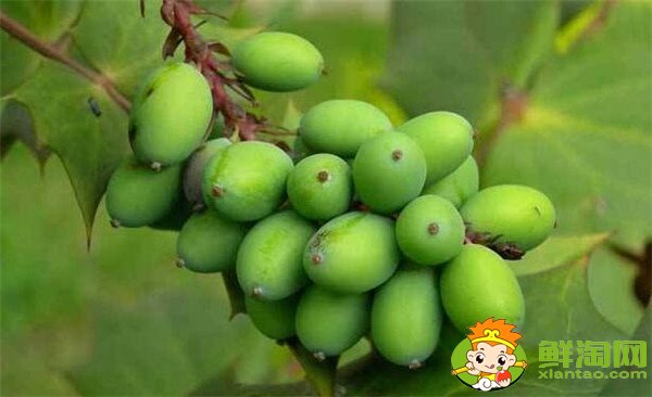 手术后吃什么水果伤口愈合快,肛裂手术后吃什么水果促进伤口愈合