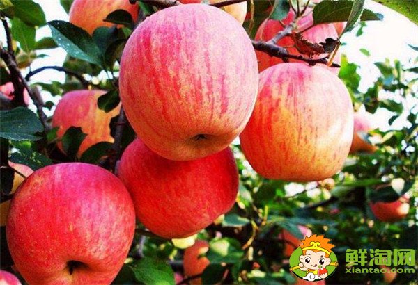 手术后吃什么水果伤口愈合快,肛裂手术后吃什么水果促进伤口愈合