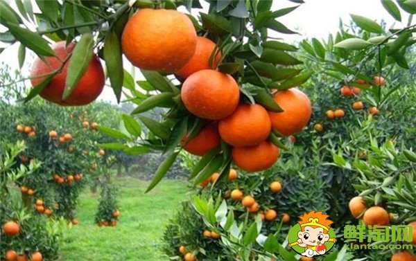 抗癌水果排行榜前十名,抗癌水果第一名是猕猴桃