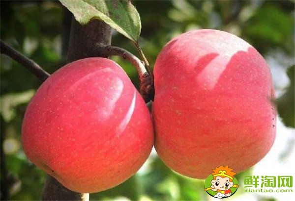 抗癌水果排行榜前十名,抗癌水果第一名是猕猴桃