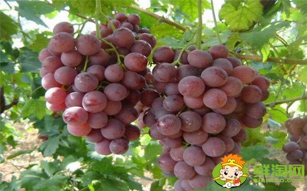 抗癌水果排行榜前十名,抗癌水果第一名是猕猴桃