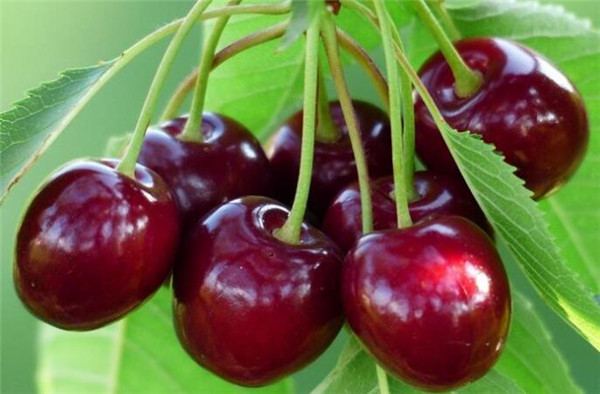 樱桃品种排名,樱桃品种大全