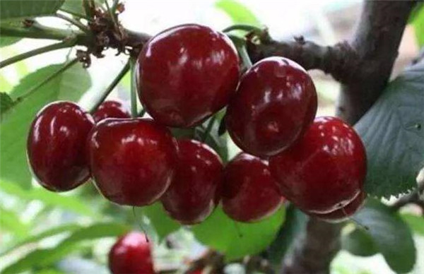 樱桃品种排名,樱桃品种大全