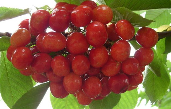 樱桃品种排名,樱桃品种大全