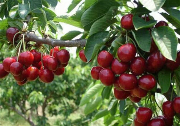 樱桃品种排名,樱桃品种大全