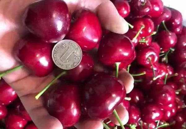 樱桃品种那种最好,目前最好的樱桃品种是什么