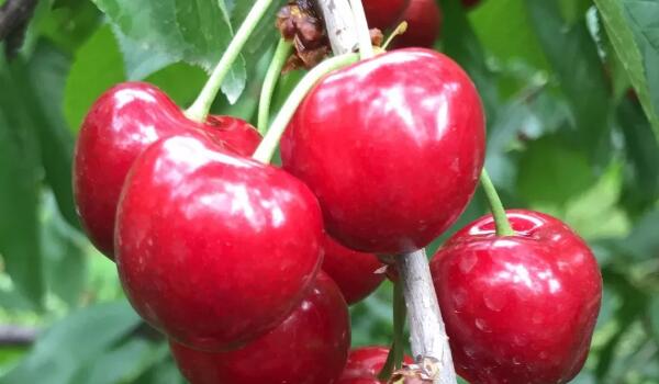 鸡心樱桃是什么品种,鸡心樱桃山东烟台地区位列第三位