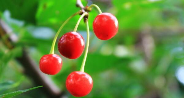 鸡心樱桃是什么品种,鸡心樱桃山东烟台地区位列第三位