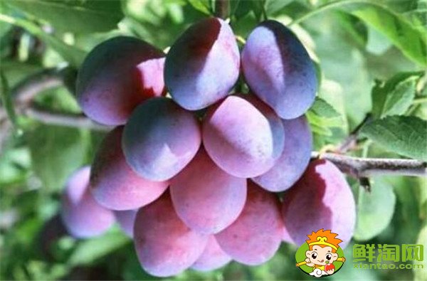 新鲜西梅的功效与作用禁忌,新西梅有什么好处