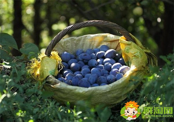 新鲜西梅的功效与作用禁忌,新西梅有什么好处