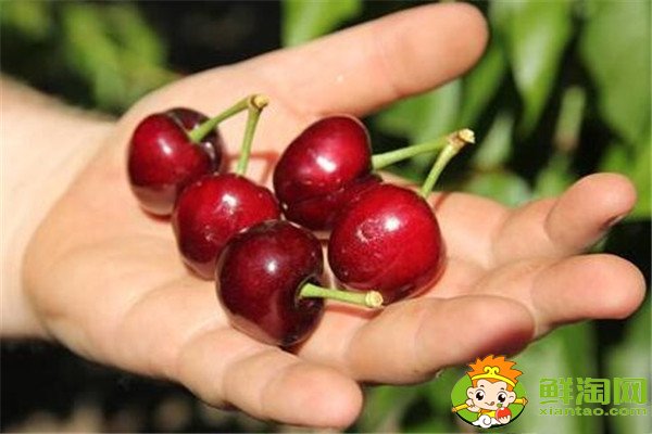 最大的樱桃是什么品种,特大樱桃品种排名