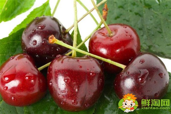 最大的樱桃是什么品种,特大樱桃品种排名