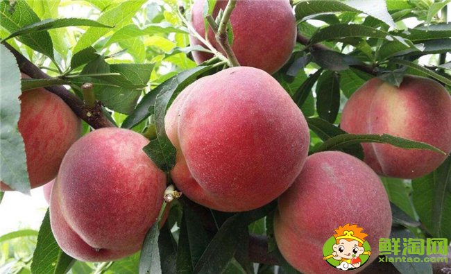 油桃热量高吗(44大卡属4星级减肥食物),油桃热量高还是毛桃