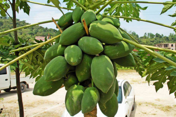 孕妇可以吃木瓜吗(早中晚期),孕妇可以吃酸木瓜吗